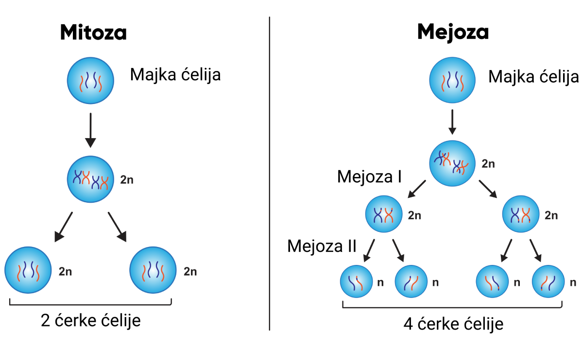Mitoza I Mejoza Kartkówka Nowa Era Deoba ćelija | Shtreber
